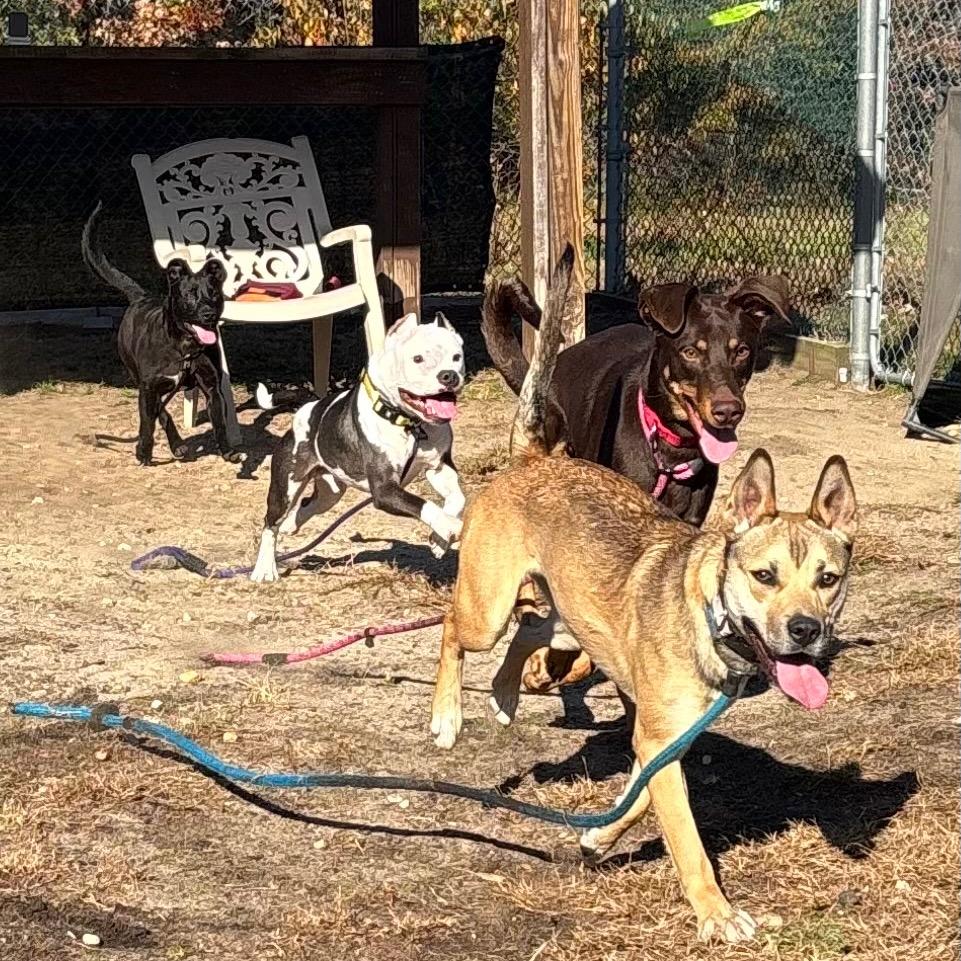 Enlarge Colby, a Adoptable mixed breed in Vineland, NJ image 1/4