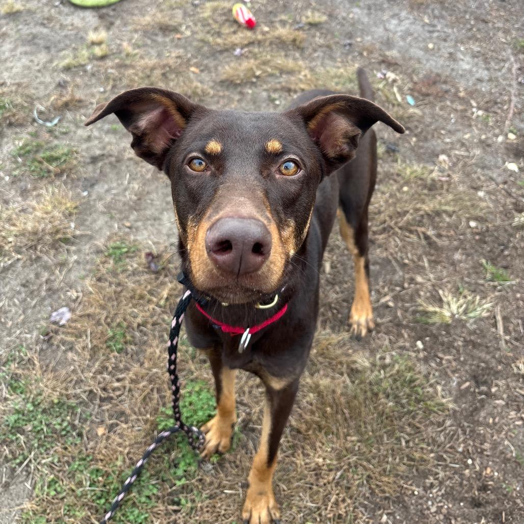Enlarge Colby, a Adoptable mixed breed in Vineland, NJ image 2/4