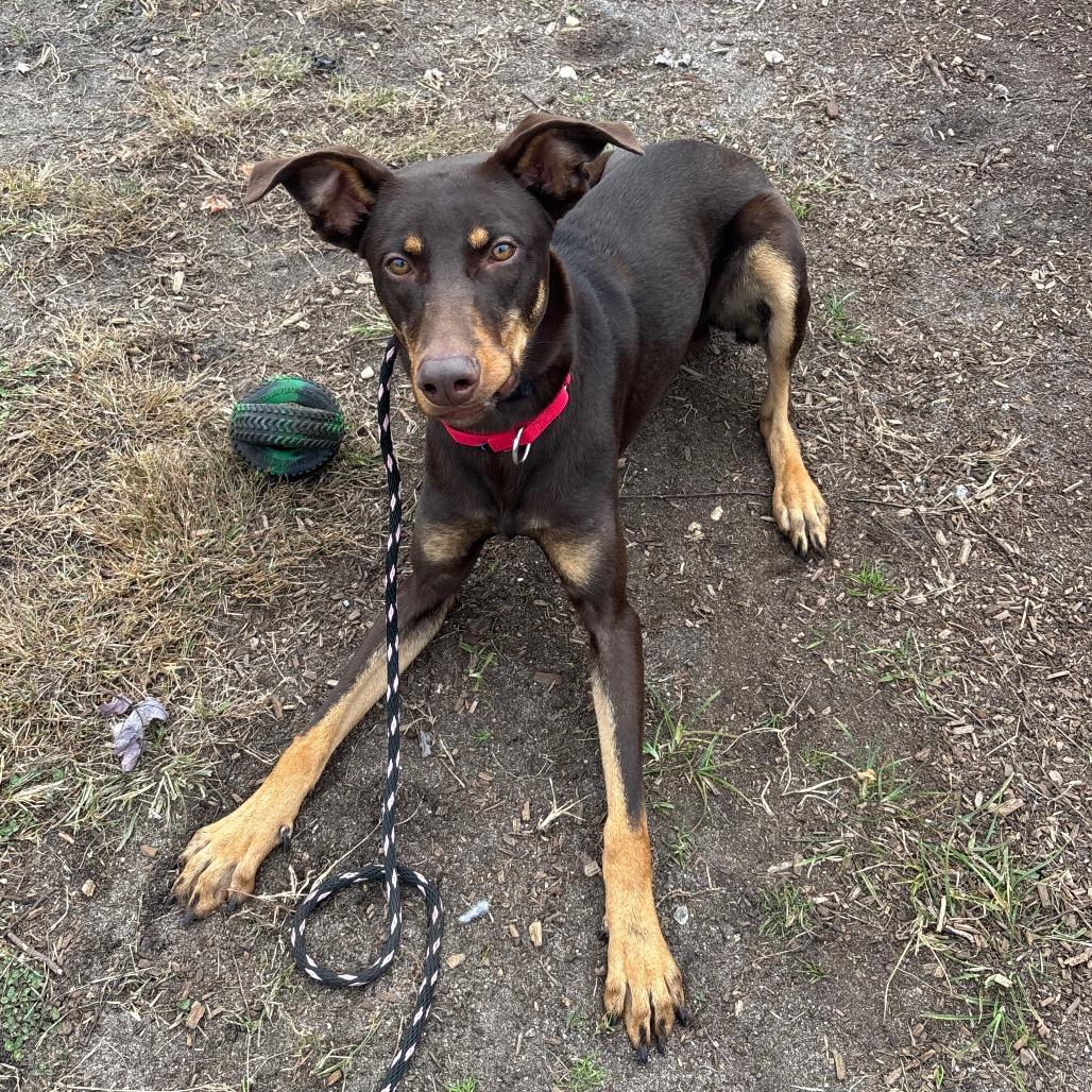 Enlarge Colby, a Adoptable mixed breed in Vineland, NJ image 3/4