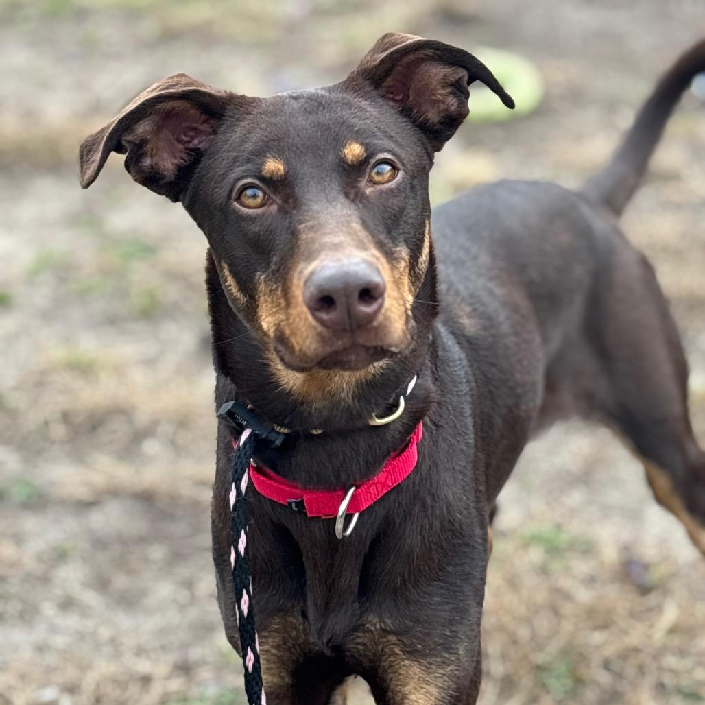 Enlarge Colby, a Adoptable mixed breed in Vineland, NJ image 4/4