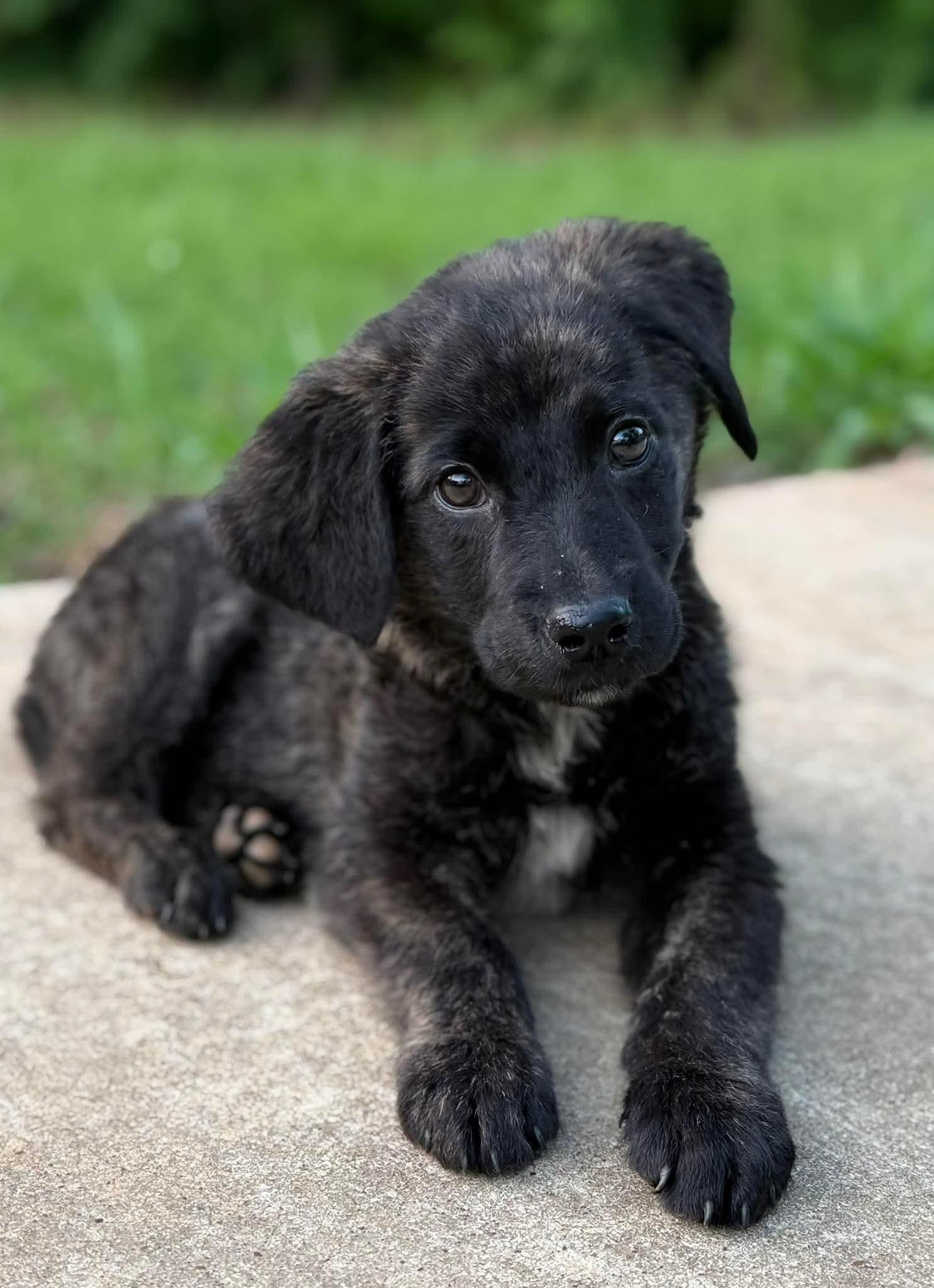 Walnut, Adoptable, Puppy Male German Shepherd Dog & Labrador Retriever.