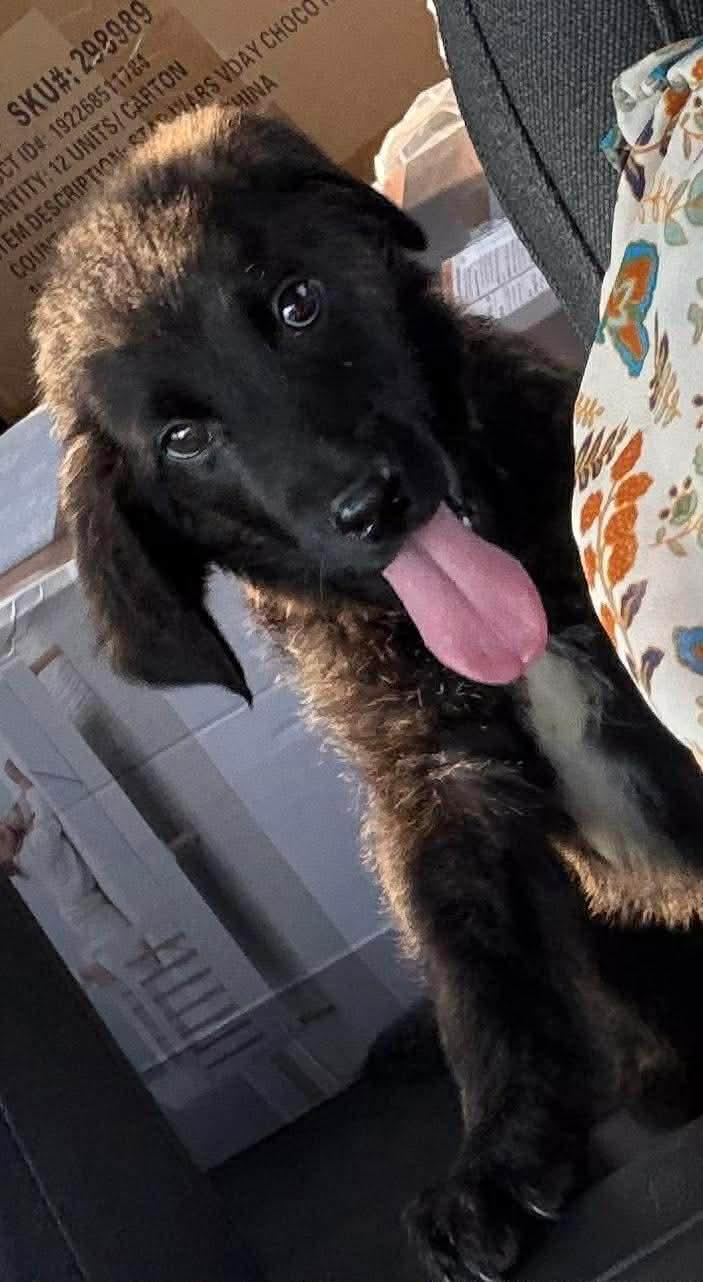 Enlarge Walnut, a Adopted mixed breed in New Baltimore, MI image 2/3