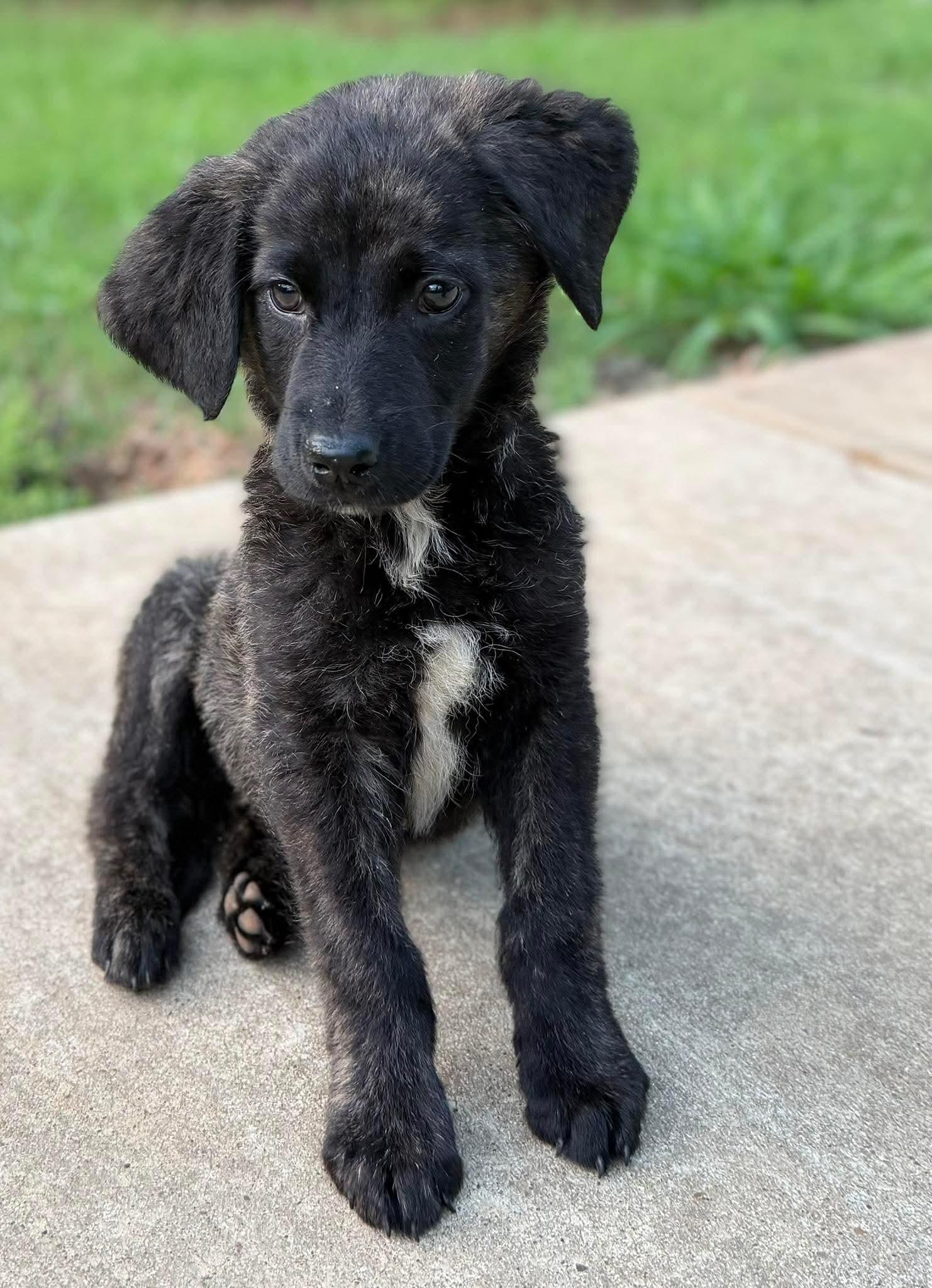 Enlarge Walnut, a Adopted mixed breed in New Baltimore, MI image 3/3