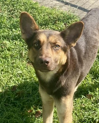 Falcon, Adoptable, Adult Male Shepherd.