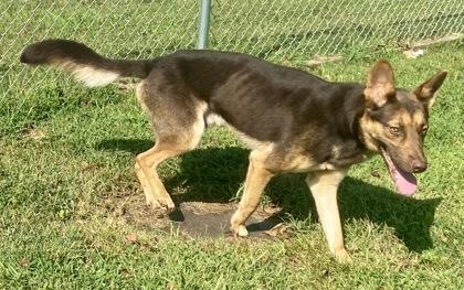 Enlarge Falcon, a Adoptable Shepherd in Glasgow, KY image 2/2