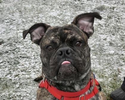 Marbles, Adoptable, Adult Male Mixed Breed & Mixed Breed.