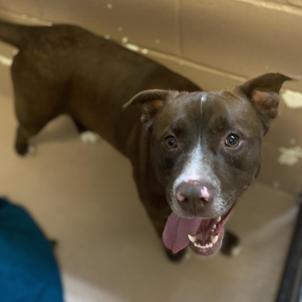 Dale, a Adoptable mixed breed in Caryville, TN image 1/4