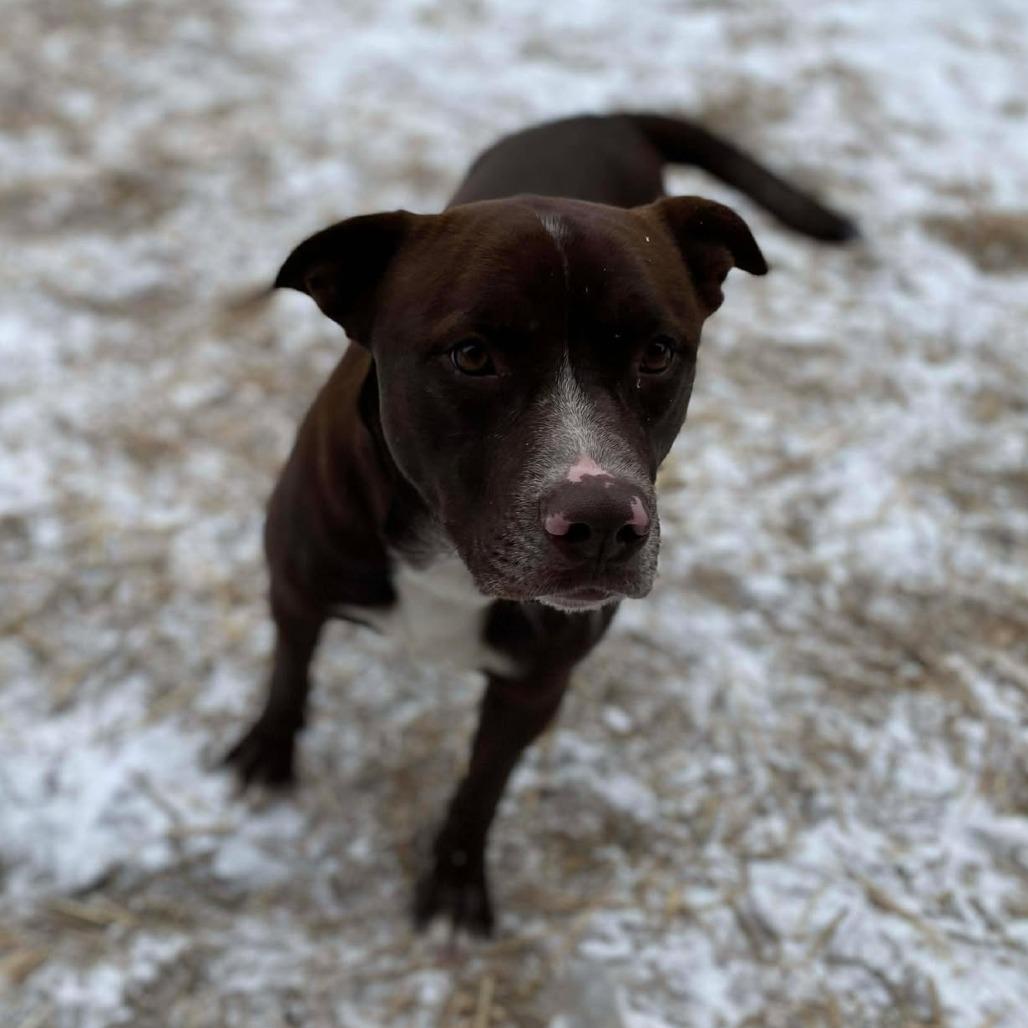 Dale, a Adoptable mixed breed in Caryville, TN image 2/4