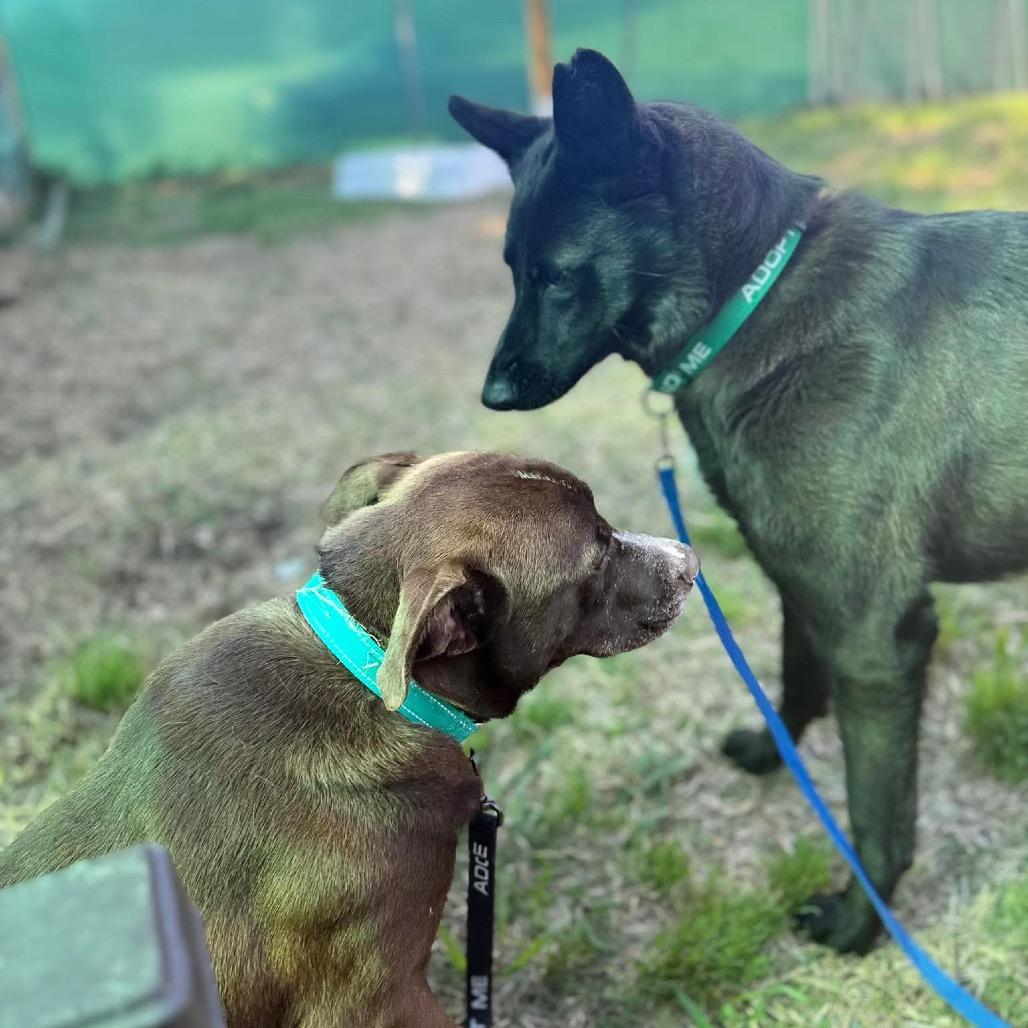 Dale, Adoptable, Adult Male Pit Bull Terrier & Mixed Breed.