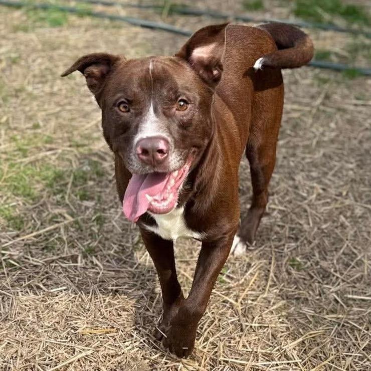 Enlarge Dale, a Adoptable mixed breed in Caryville, TN image 1/5