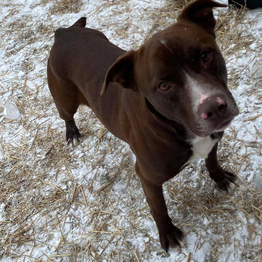 Dale, a Adoptable mixed breed in Caryville, TN image 3/4