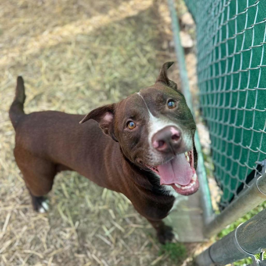 Enlarge Dale, a Adoptable mixed breed in Caryville, TN image 3/5