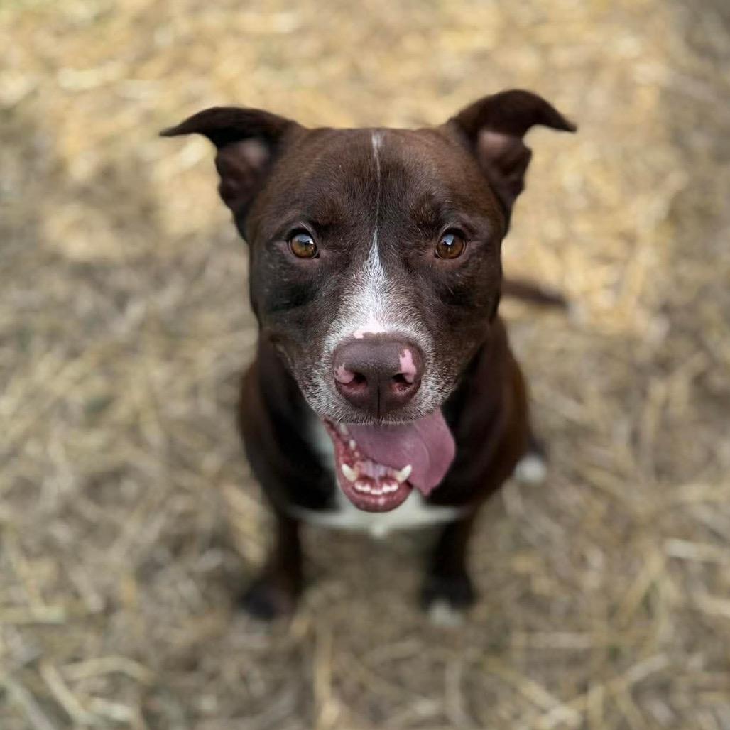 Enlarge Dale, a Adoptable mixed breed in Caryville, TN image 4/5