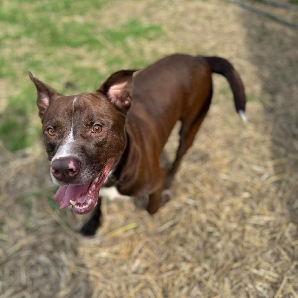 Enlarge Dale, a Adoptable mixed breed in Caryville, TN image 5/5