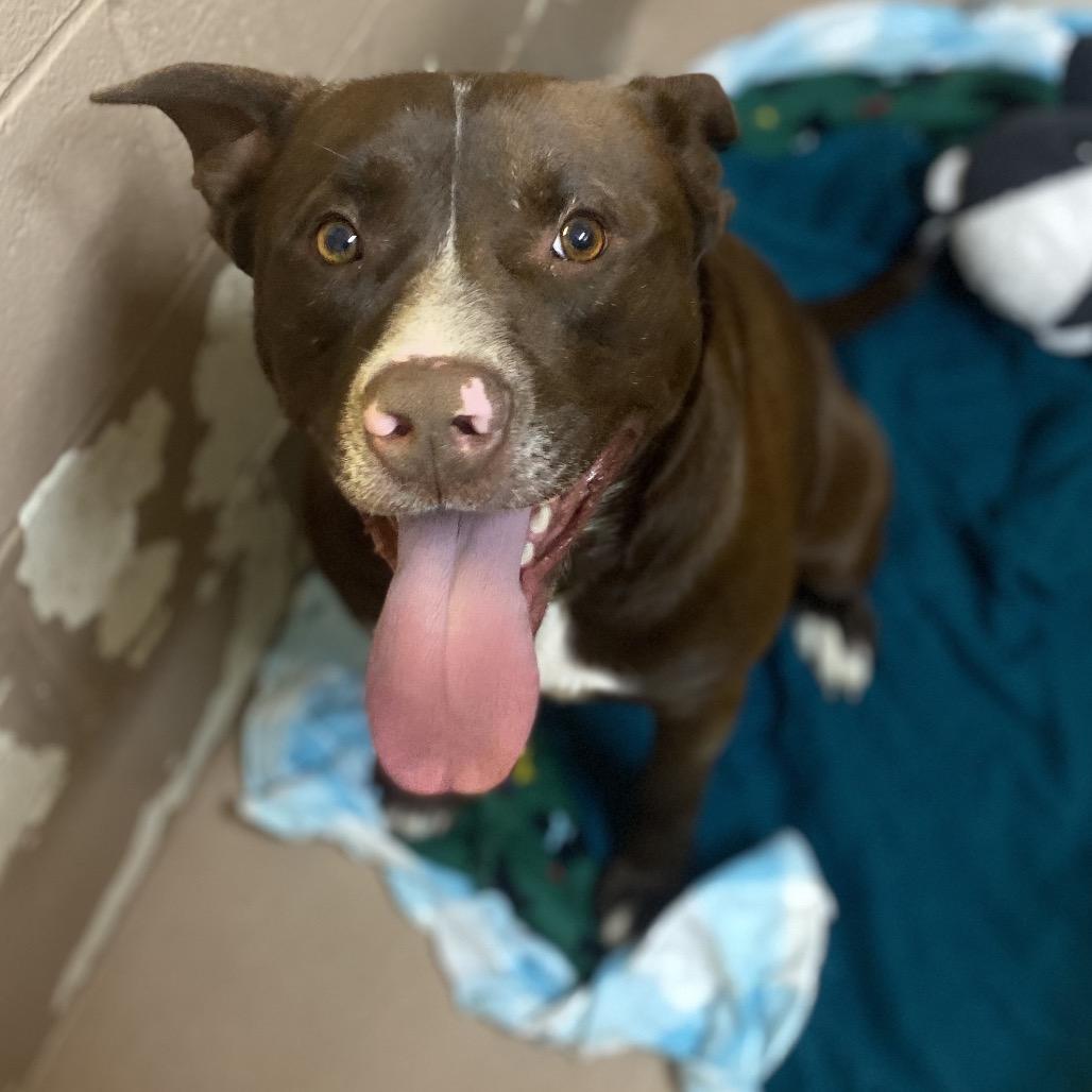 Dale, a Adoptable mixed breed in Caryville, TN image 4/4