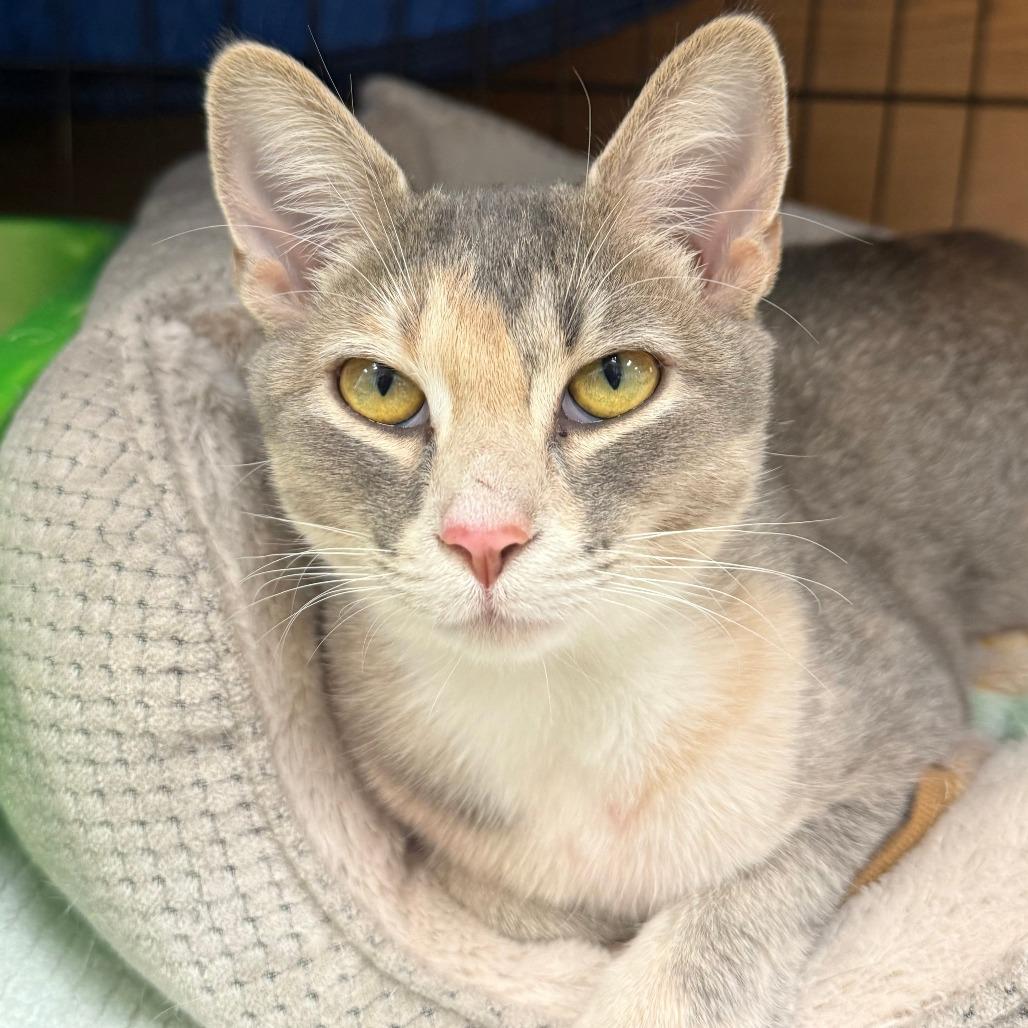 Marigold, Adoptable, Young Female Domestic Short Hair.