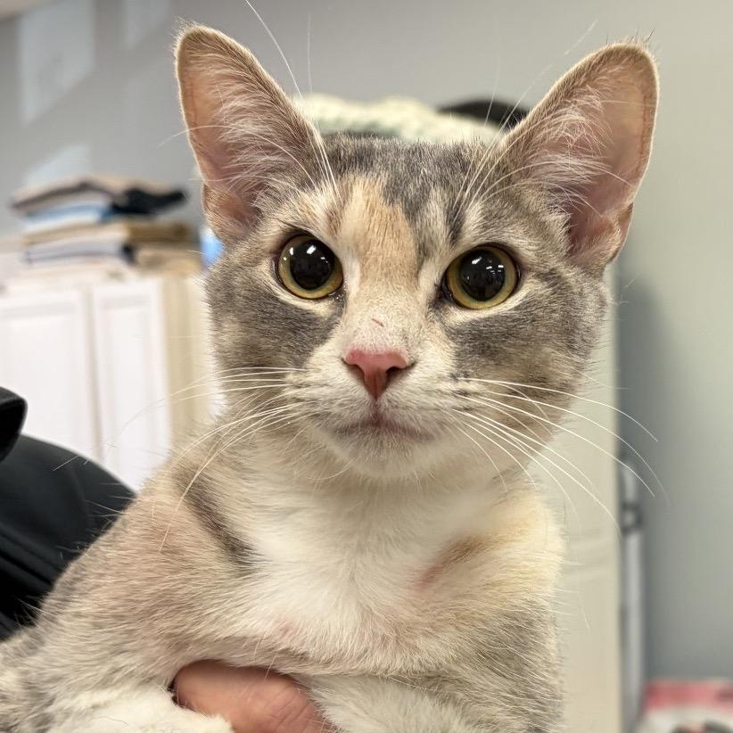 Enlarge Marigold, a Adoptable Domestic Short Hair in Greensboro, GA image 3/3