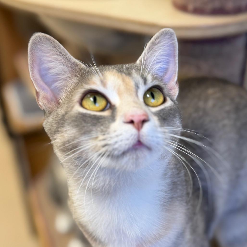 Enlarge Marigold, a Adoptable Domestic Short Hair in Greensboro, GA image 1/3