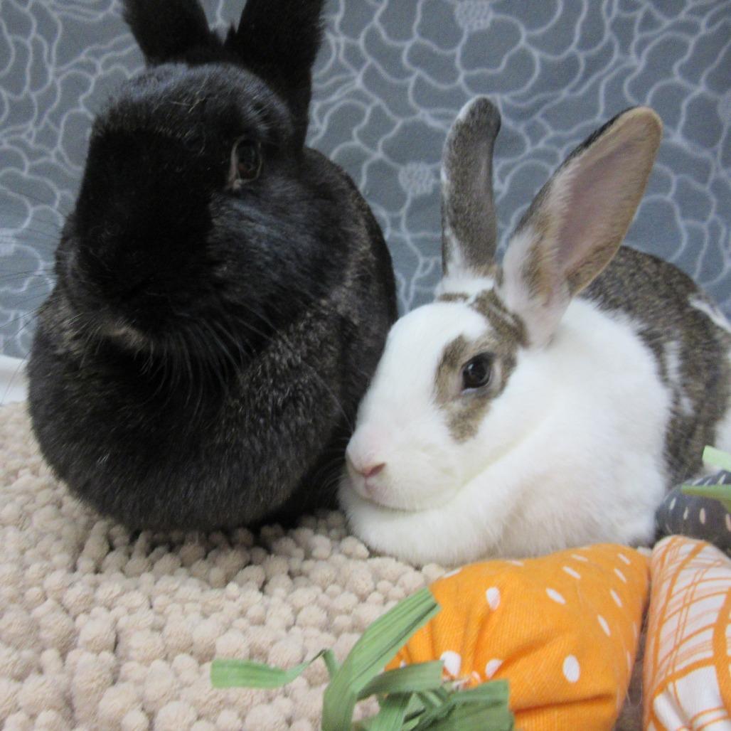 Arlo, Adoptable, Adult Female English Spot.