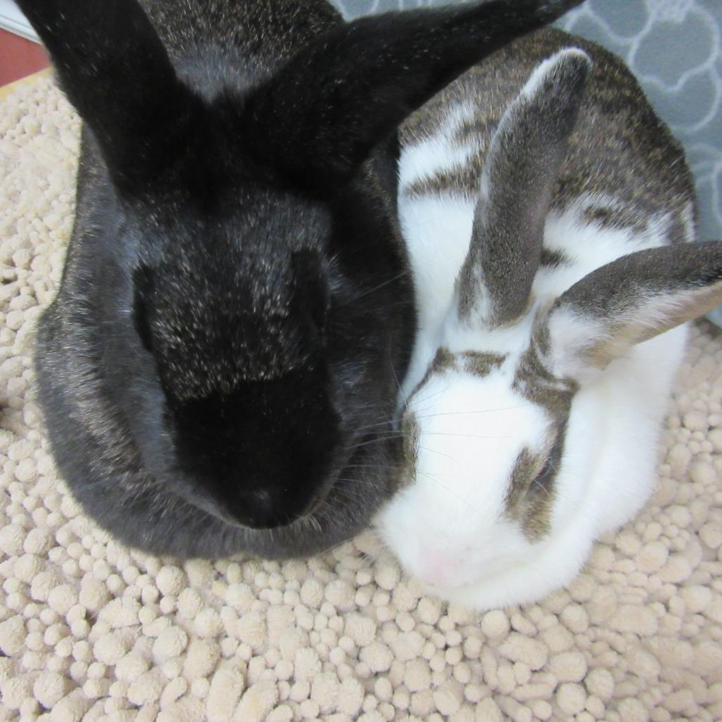 Enlarge Arlo, a Adoptable English Spot in Newport, PA image 2/6