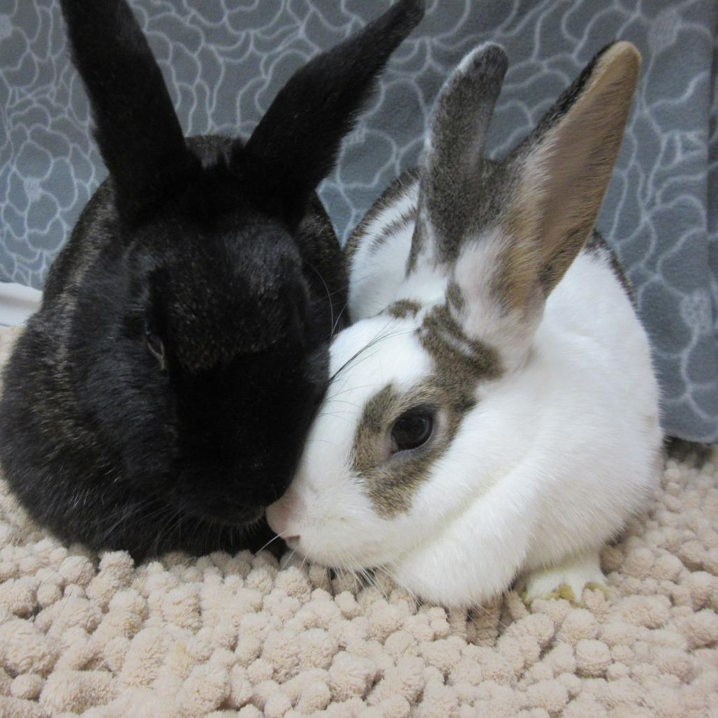 Enlarge Arlo, a Adoptable English Spot in Newport, PA image 3/6