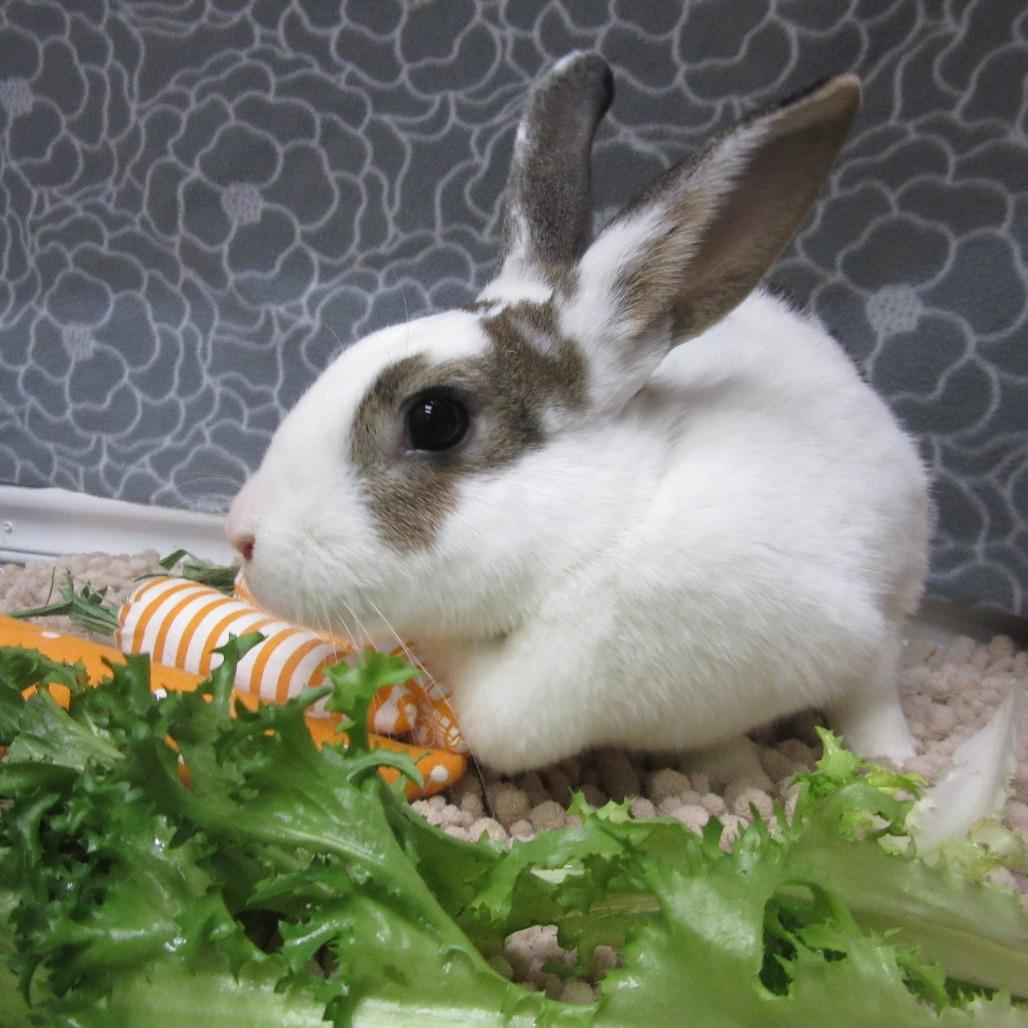 Enlarge Arlo, a Adoptable English Spot in Newport, PA image 4/6