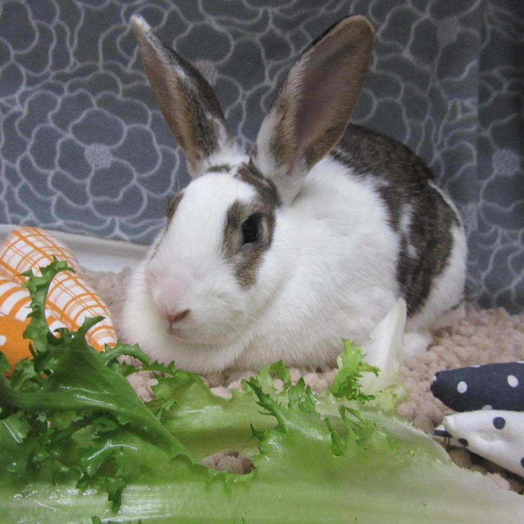 Enlarge Arlo, a Adoptable English Spot in Newport, PA image 5/6