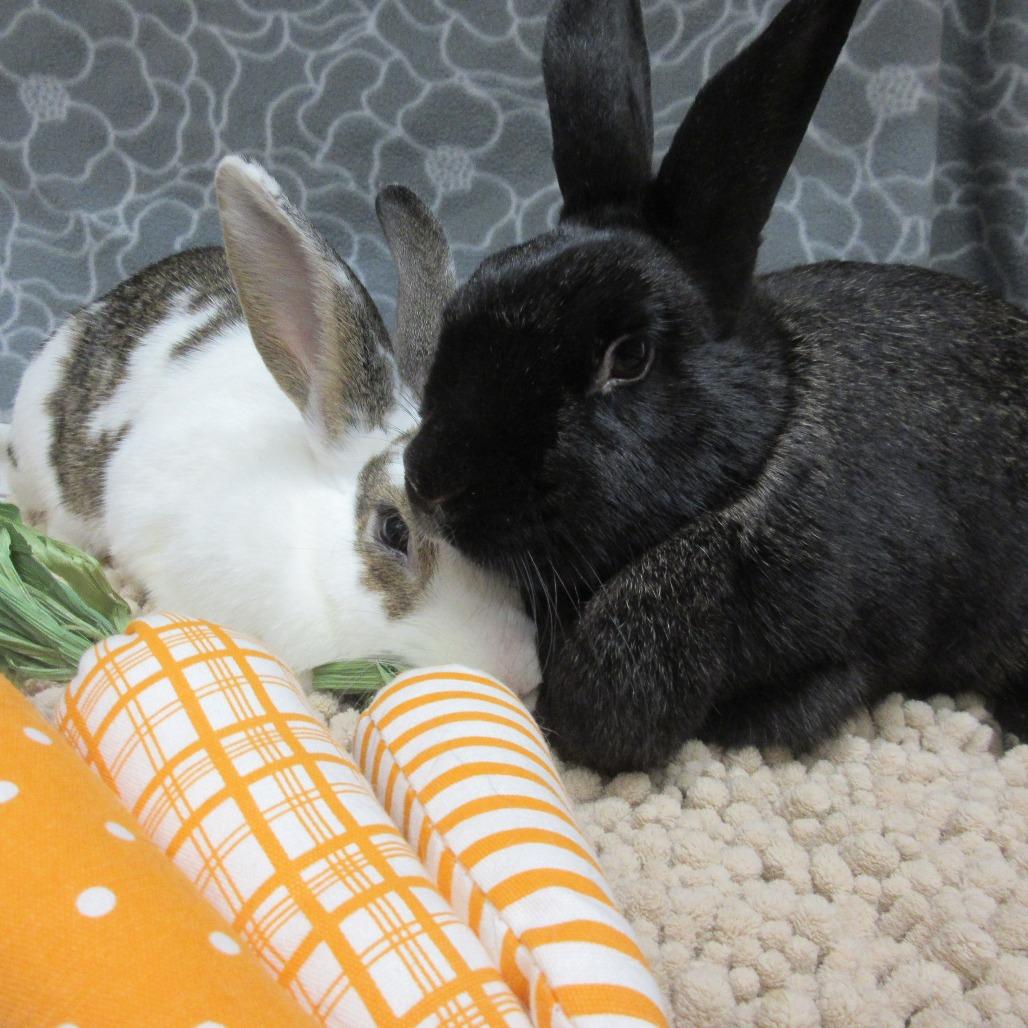 Enlarge Arlo, a Adoptable English Spot in Newport, PA image 6/6