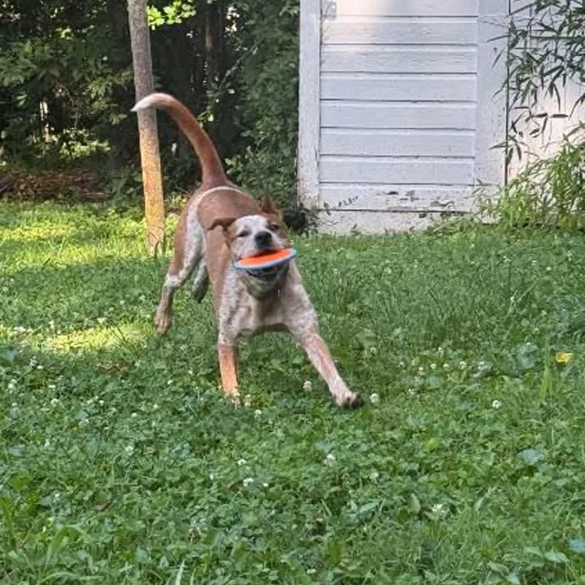 Dakota