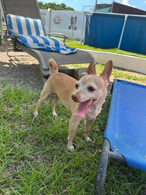 Lito, an adoptable Chihuahua in Cannington , ON, L0E 1E0 | Photo Image 2