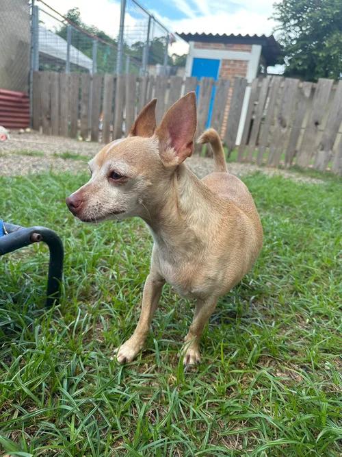Lito, an adoptable Chihuahua in Cannington , ON, L0E 1E0 | Photo Image 4