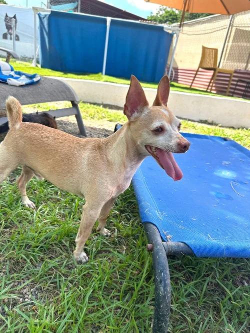 Lito, an adoptable Chihuahua in Cannington , ON, L0E 1E0 | Photo Image 3