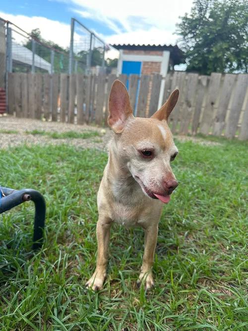 Lito, an adoptable Chihuahua in Cannington , ON, L0E 1E0 | Photo Image 1