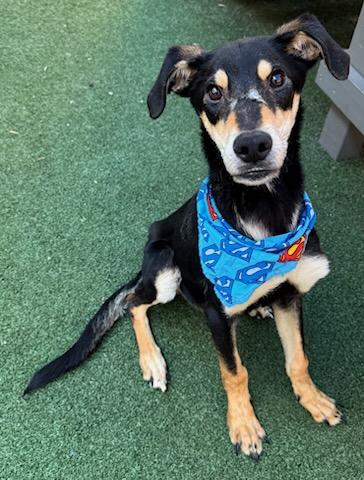 Krypto, Adoptable, Adult Male Shepherd & Mixed Breed.