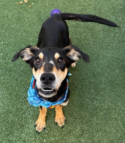 Enlarge Krypto, a Adoptable mixed breed in Lewisville, TX image 2/3