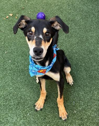 Enlarge Krypto, a Adoptable mixed breed in Lewisville, TX image 3/3