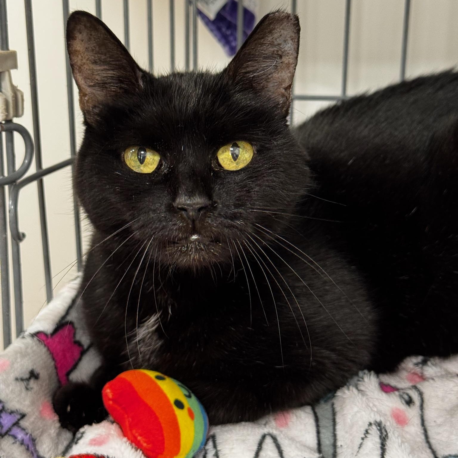 Dafne, Adoptable, Senior Female Domestic Short Hair.