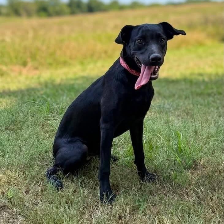 Scorpio, ADOPTABLE, Puppy Male Labrador Retriever.