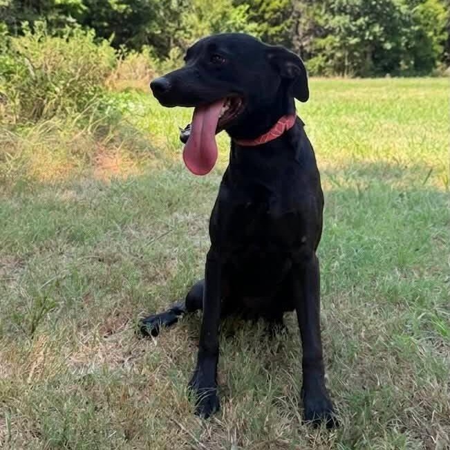 Scorpio, a ADOPTABLE mixed breed in Caldwell, TX image 2/3