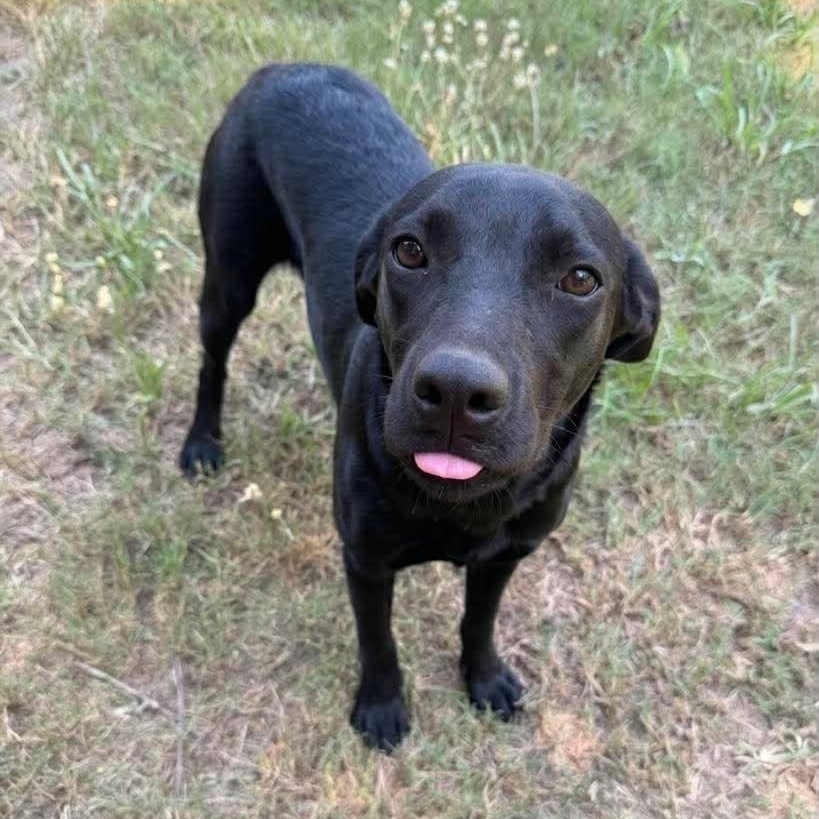 Scorpio, a ADOPTABLE mixed breed in Caldwell, TX image 3/3