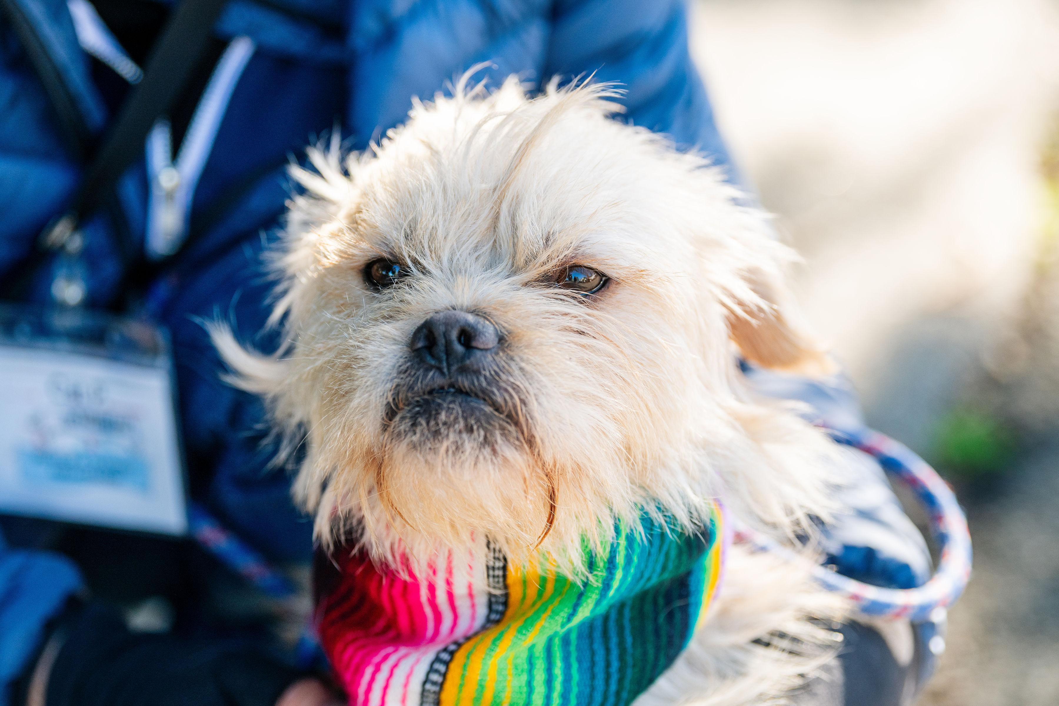 Enlarge Mr. Momo, a ADOPTABLE mixed breed in Santa Rosa, CA image 3/3