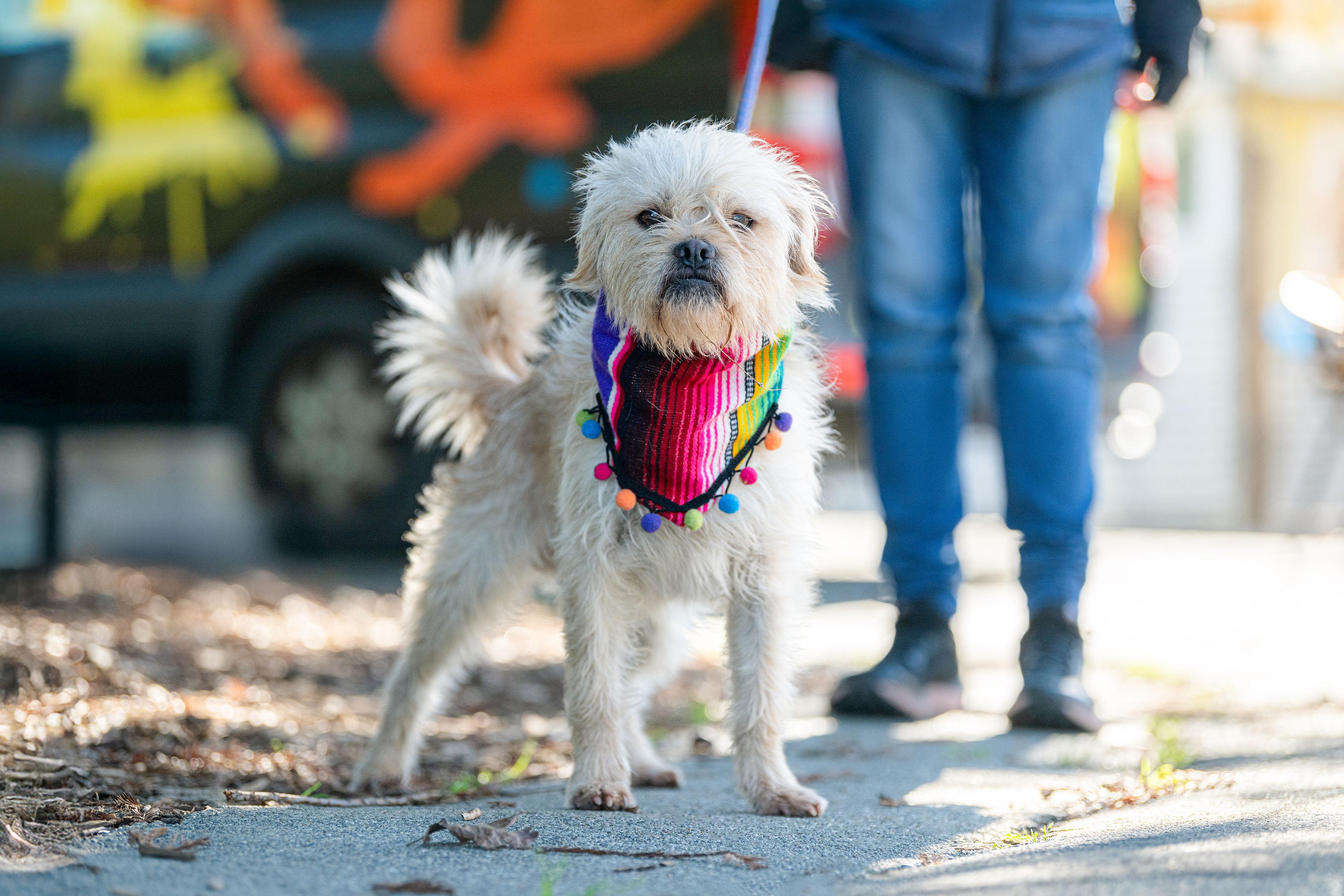 Enlarge Mr. Momo, a ADOPTABLE mixed breed in Santa Rosa, CA image 2/3