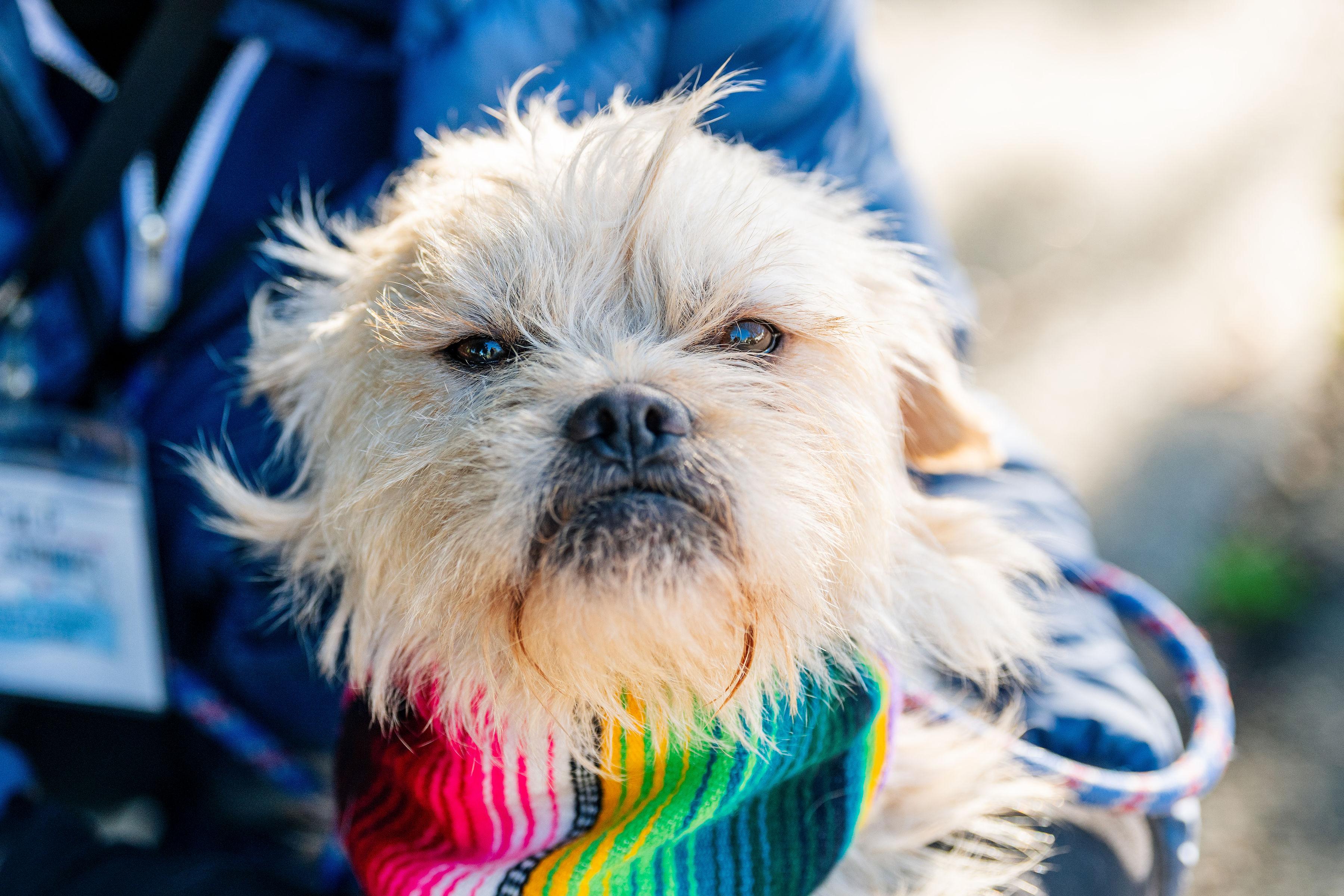 Enlarge Mr. Momo, a ADOPTABLE mixed breed in Santa Rosa, CA image 1/3