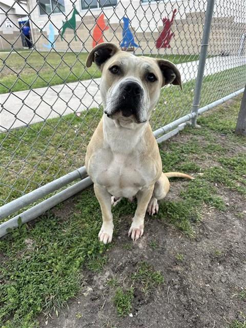 NALA (PRECIOUS), Adoptable, Adult Female Pit Bull Terrier & Boxer.