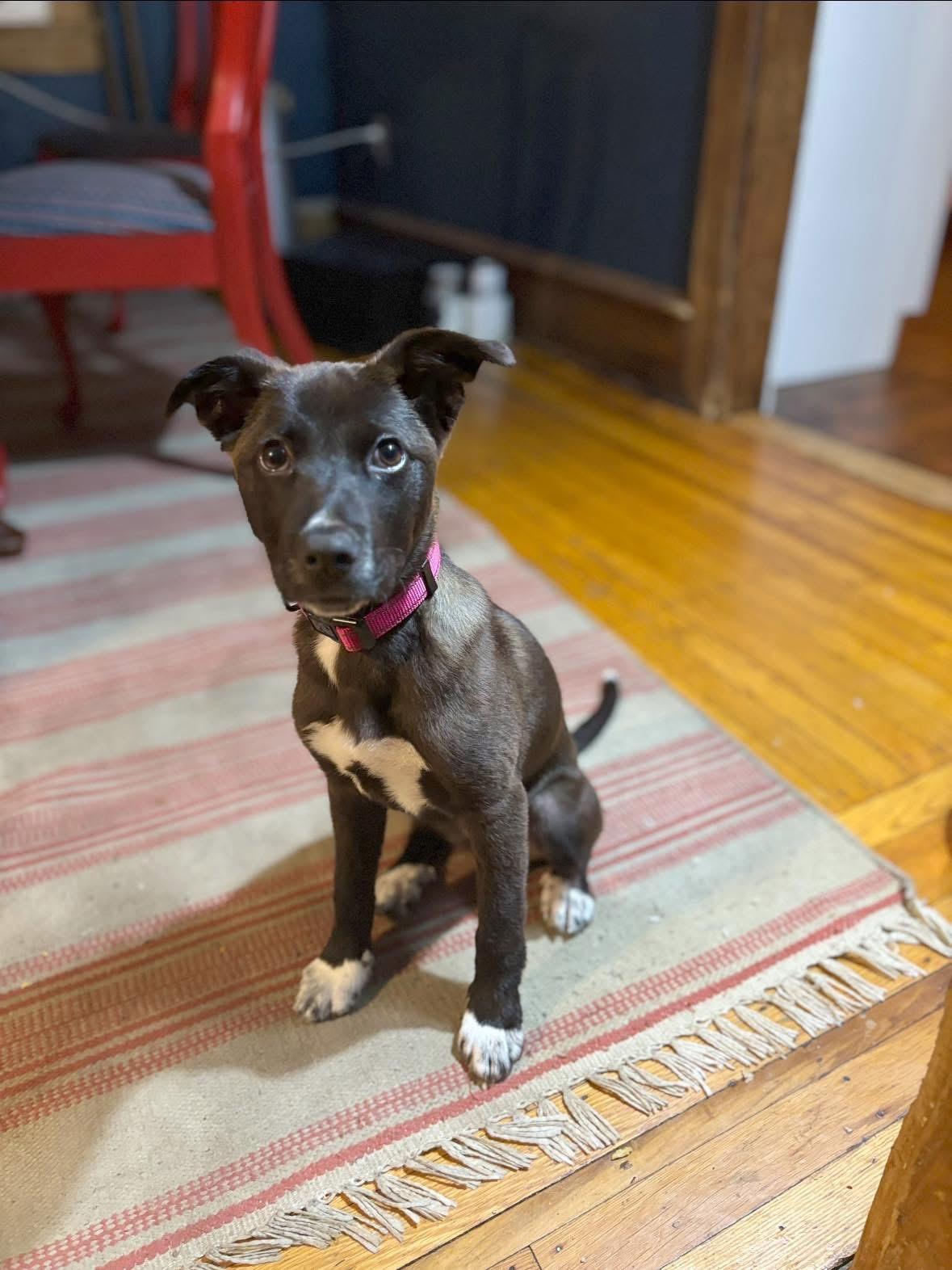 Wisp, Adopted, Puppy Female Black Mouth Cur & American Staffordshire Terrier.