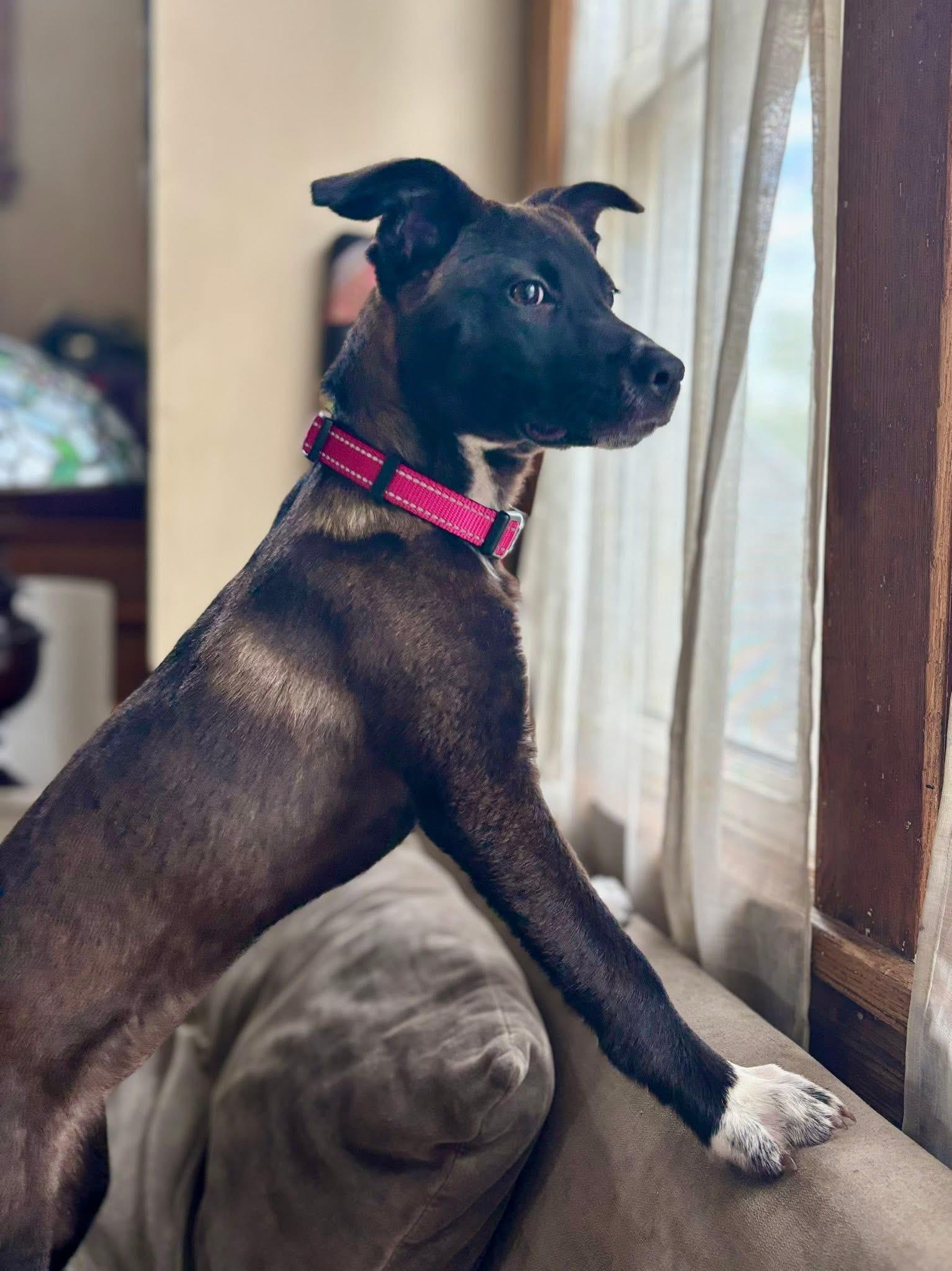 Enlarge Wisp, a Adopted mixed breed in Berlin, NJ image 2/3