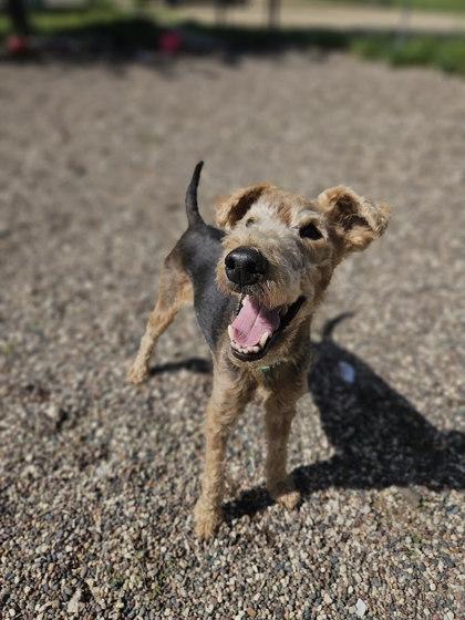 Rudy, Adoptable, Senior Male Welsh Terrier.