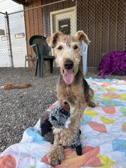 Enlarge Rudy, a Adoptable Welsh Terrier in Winona, MN image 2/3