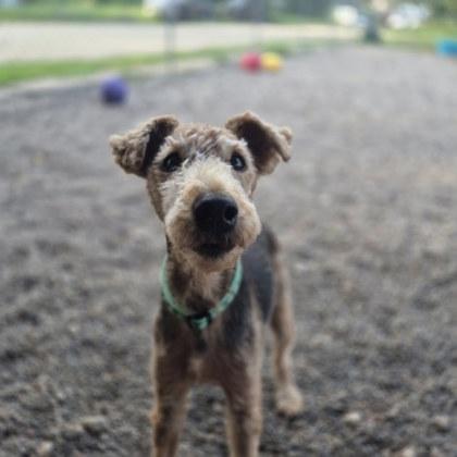 Enlarge Rudy, a Adoptable Welsh Terrier in Winona, MN image 3/3