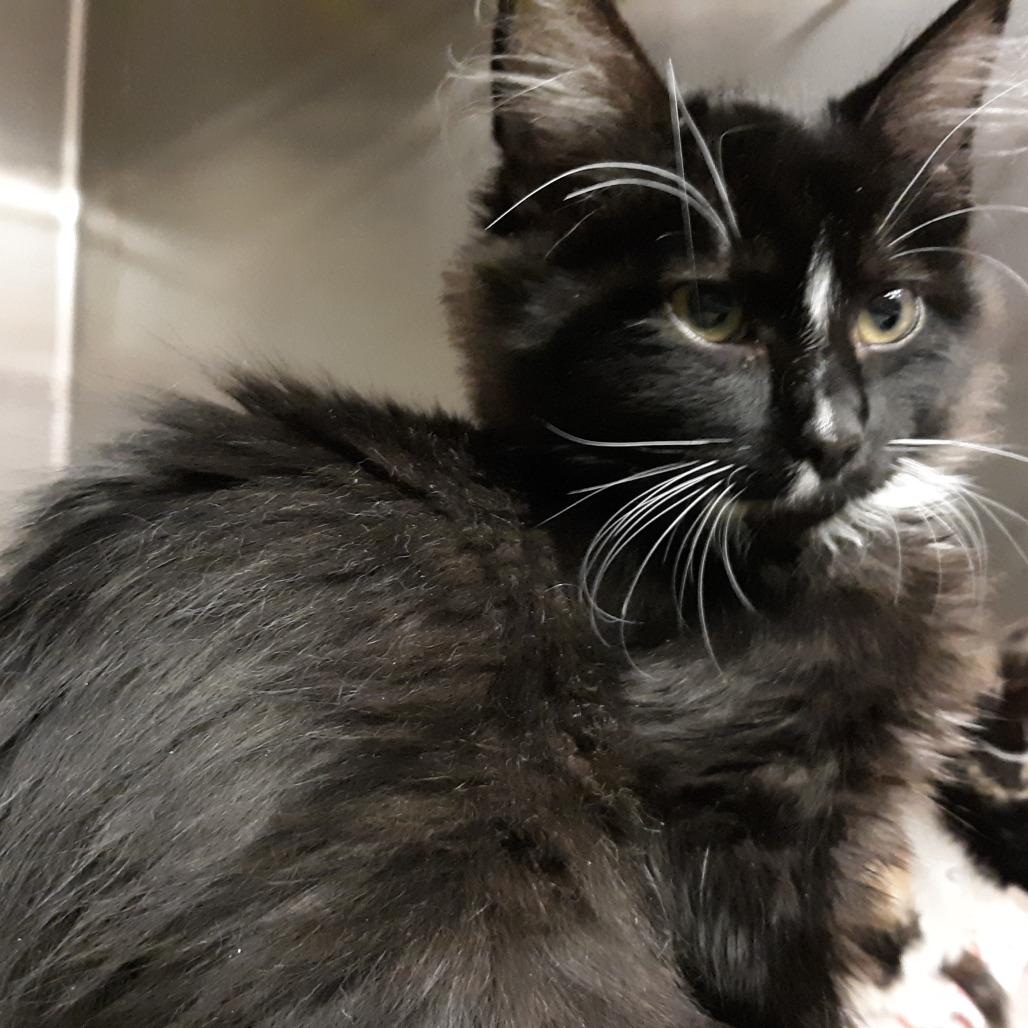 Enlarge Andy, a Adoptable Domestic Medium Hair in Spokane, WA image 1/1